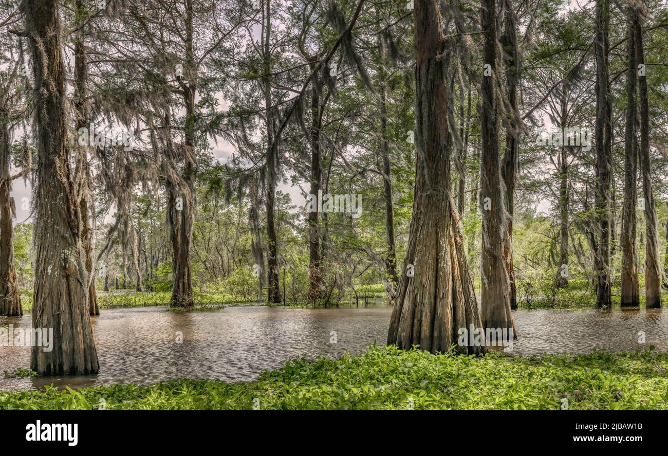 Atchafalaya Swamp in Louisiana Stockfoto