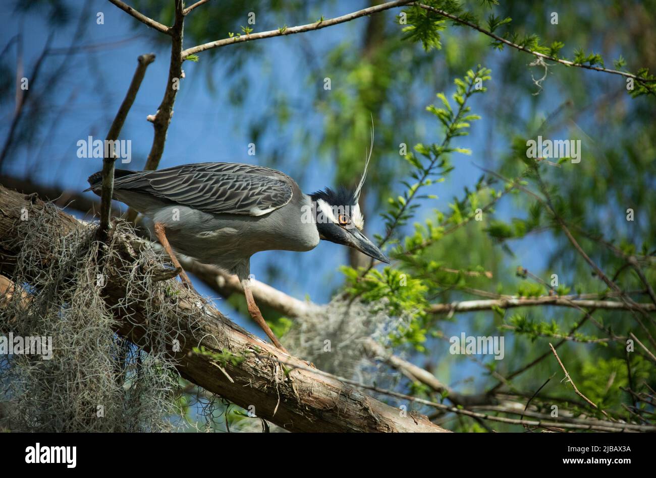 Atchafalaya Sumpftiere in Bäumen Stockfoto