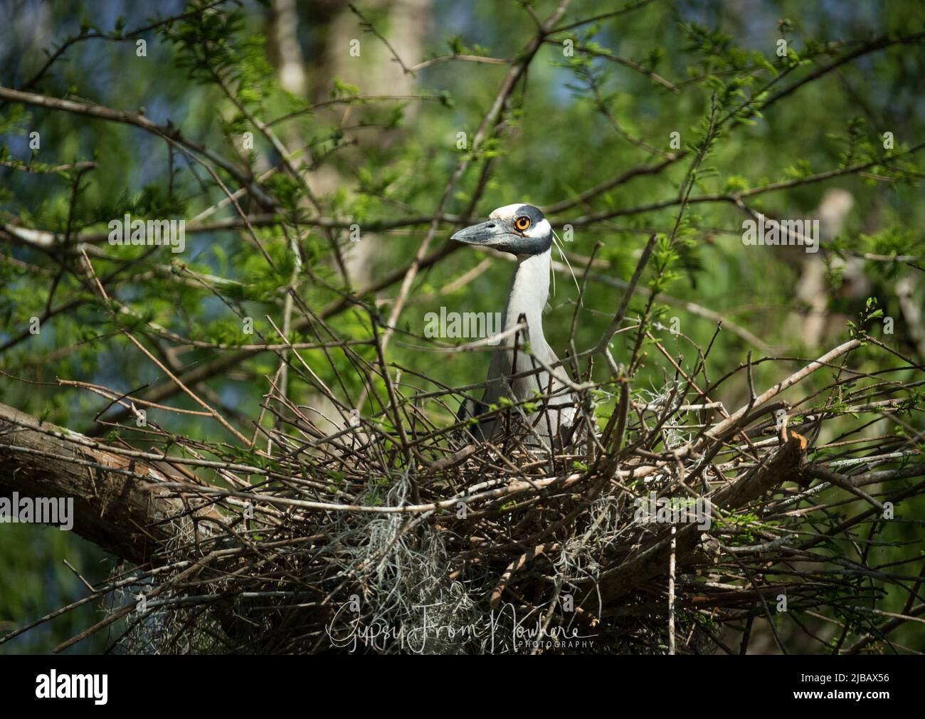 Atchafalaya Sumpftiere in Bäumen Stockfoto