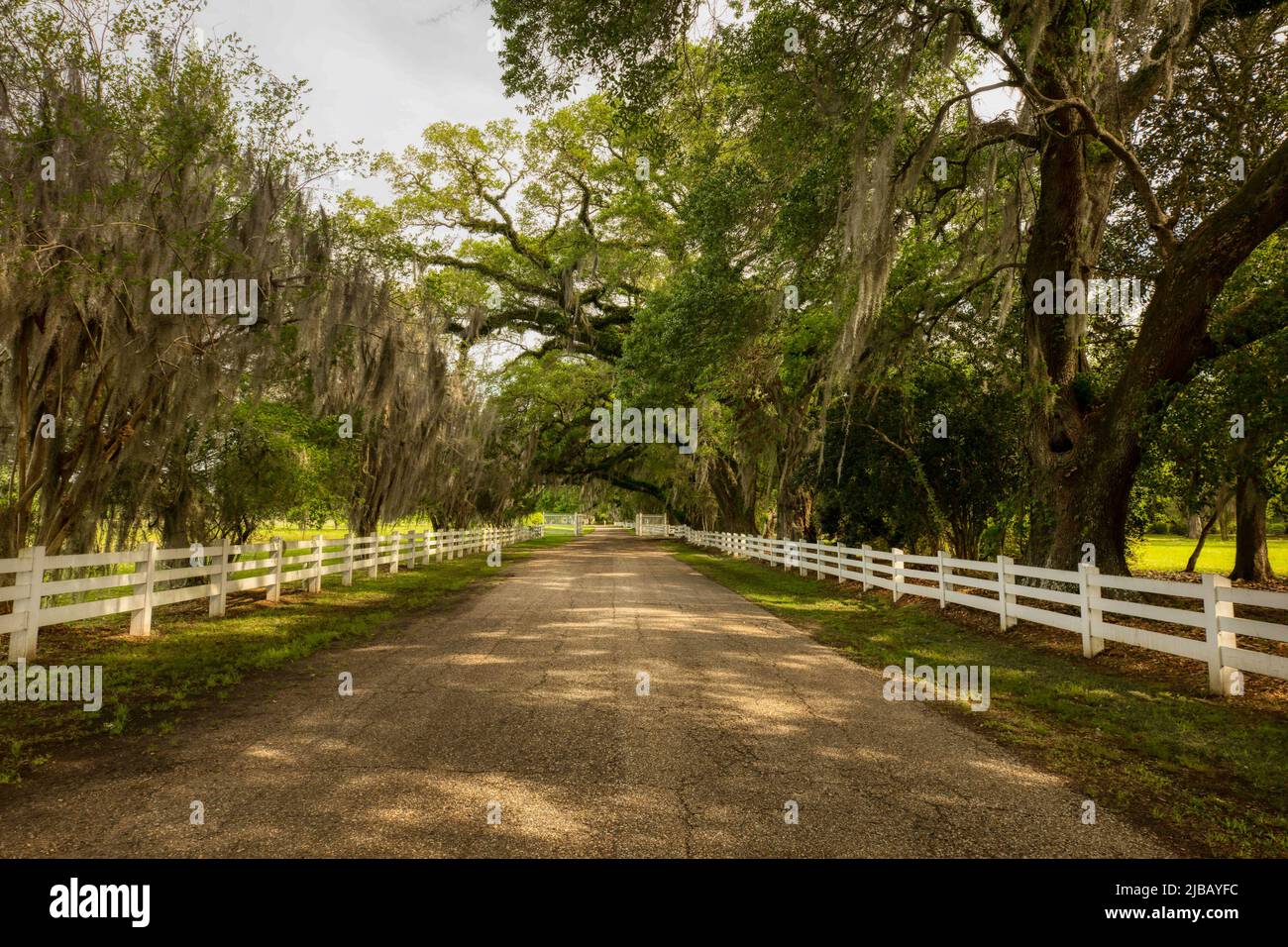 Rosedown Plantation, Louisiana Stockfoto