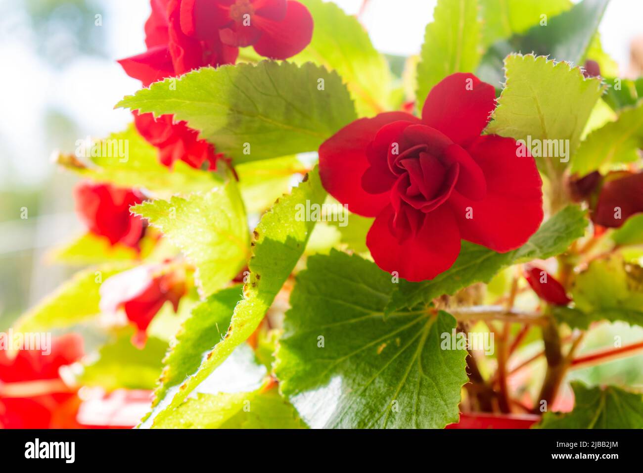 Rote Blumen im Vordergrund an einem sonnigen Tag Stockfoto