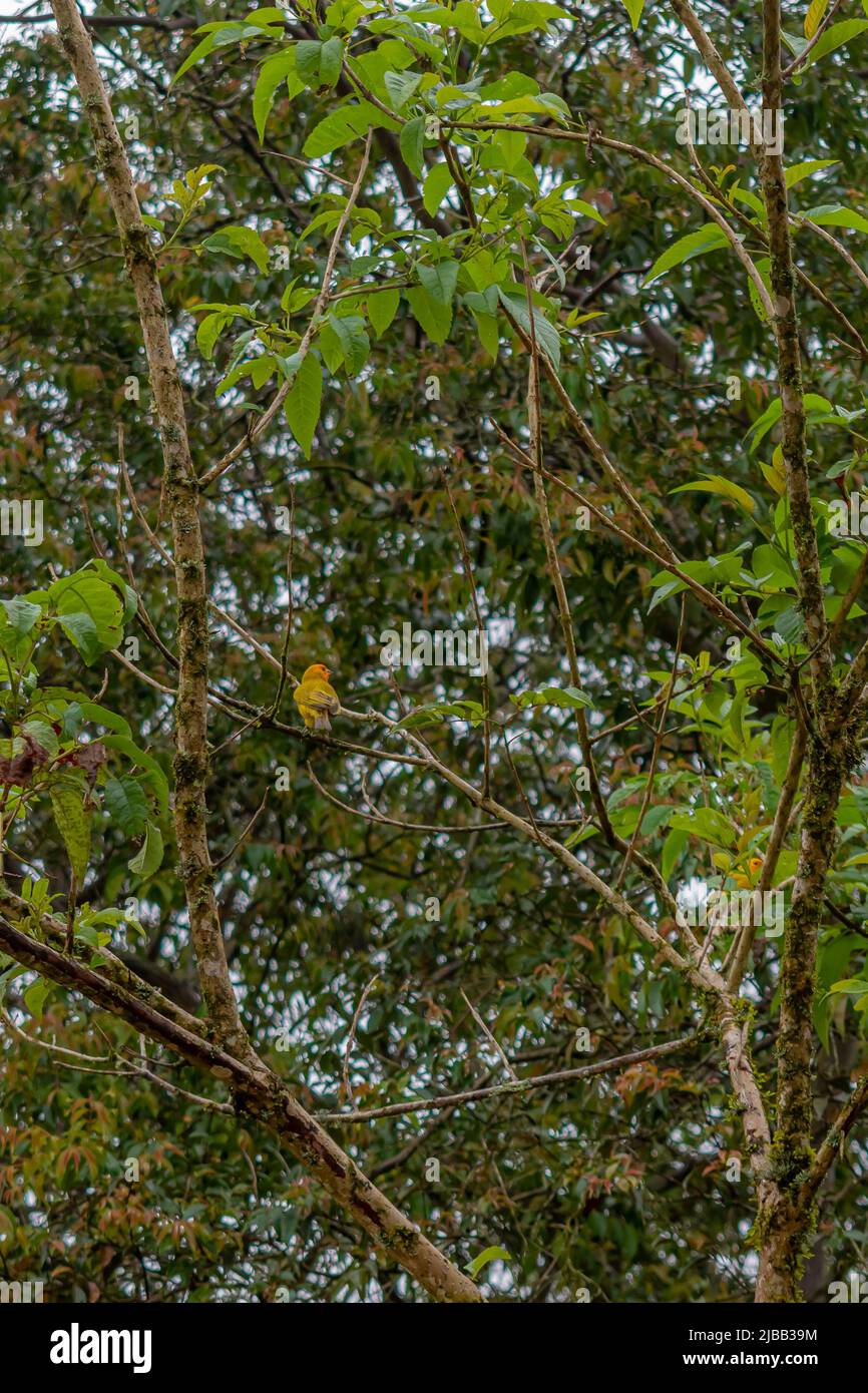 die kanaren auf Bäumen spärlich an einem sonnigen Tag Stockfoto
