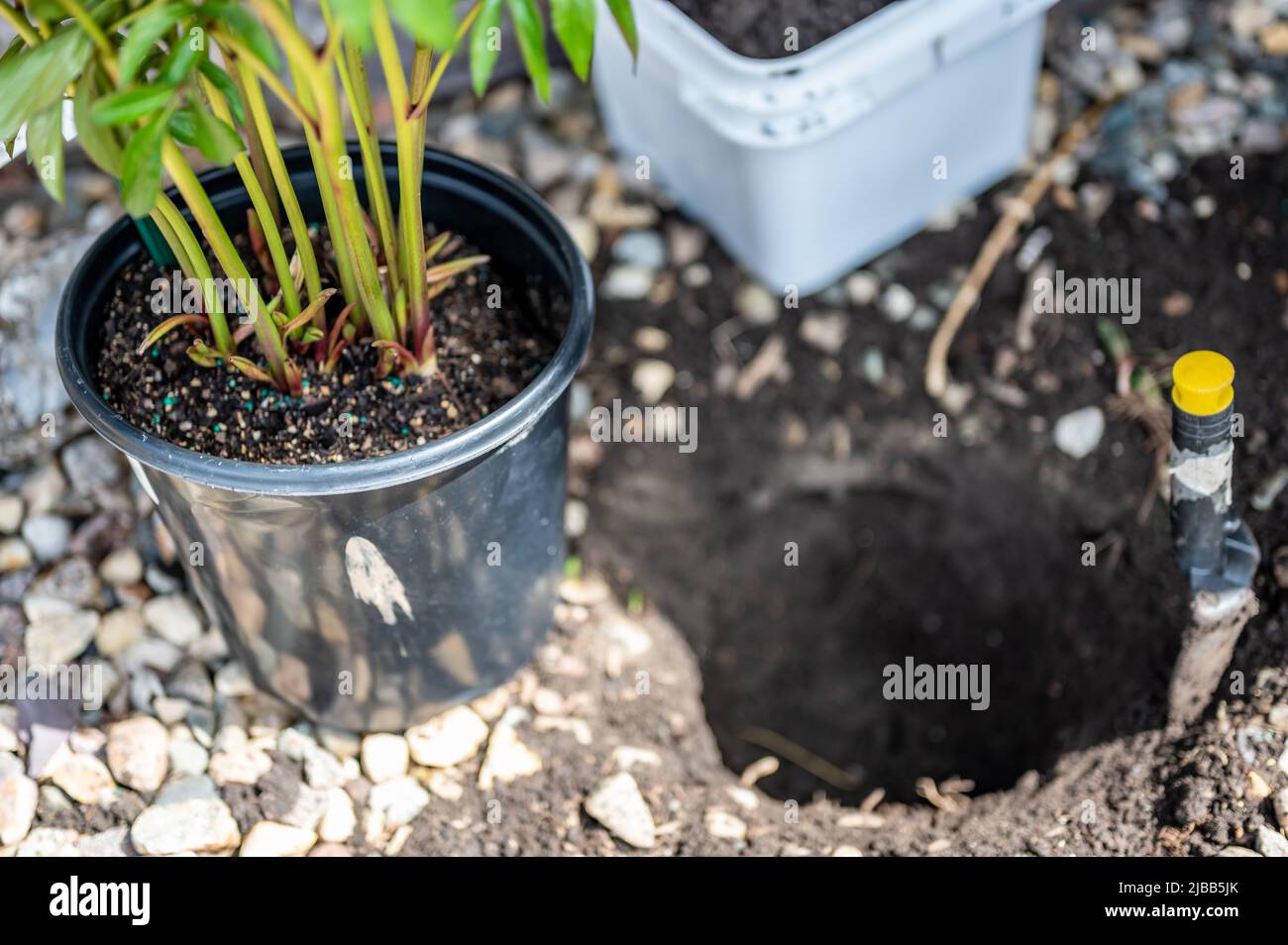 Verpflanzen einer wurzelgebundenen Topfpflanze in ein neu gegrabenes Loch in einer gerockten Grenze in der Nähe eines Hauses. Stockfoto