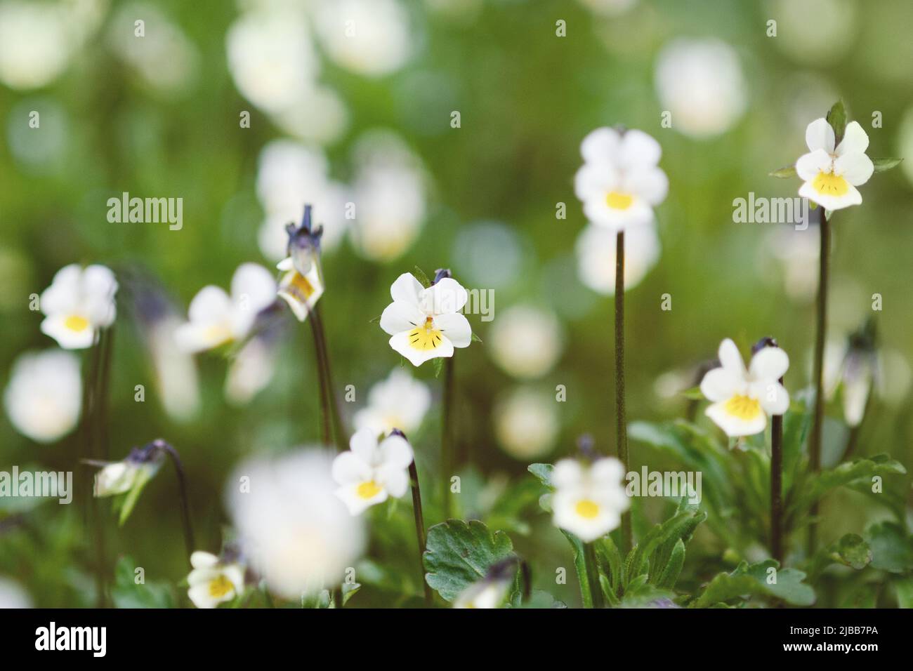 Feld Stiefmütterchen blüht in Sommer Wiese, ländliche Natur Hintergrund Stockfoto