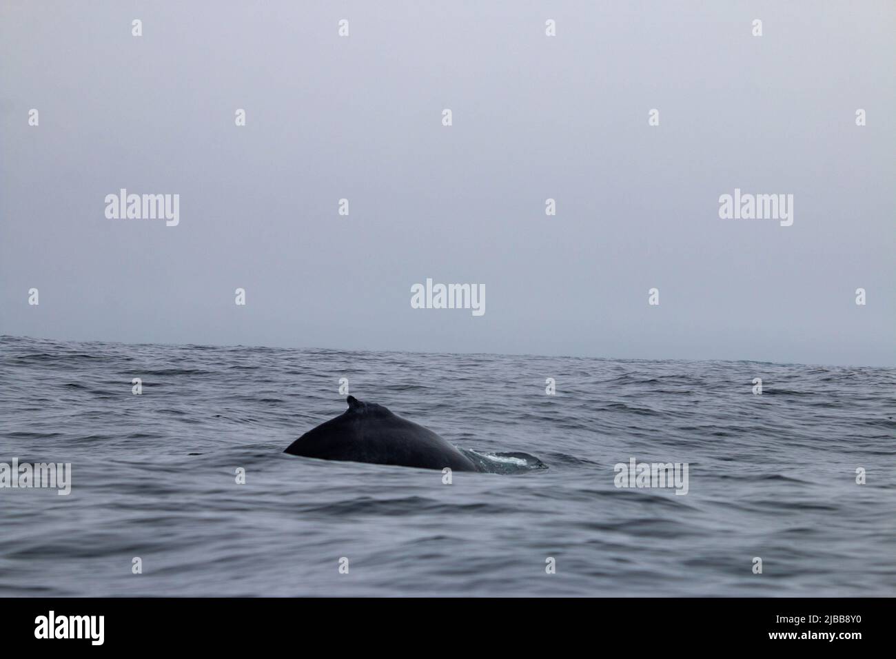 Walbeobachtung im Norden von neufundland, St. Anthonys Stockfoto