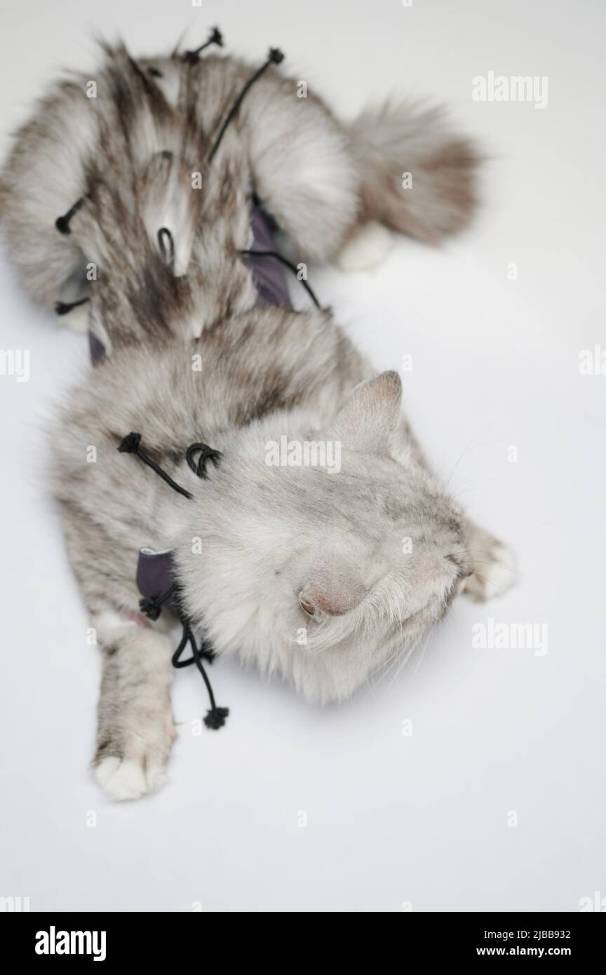 Kranke graue Katze isoliert mit Schutzverband isoliert Stockfoto