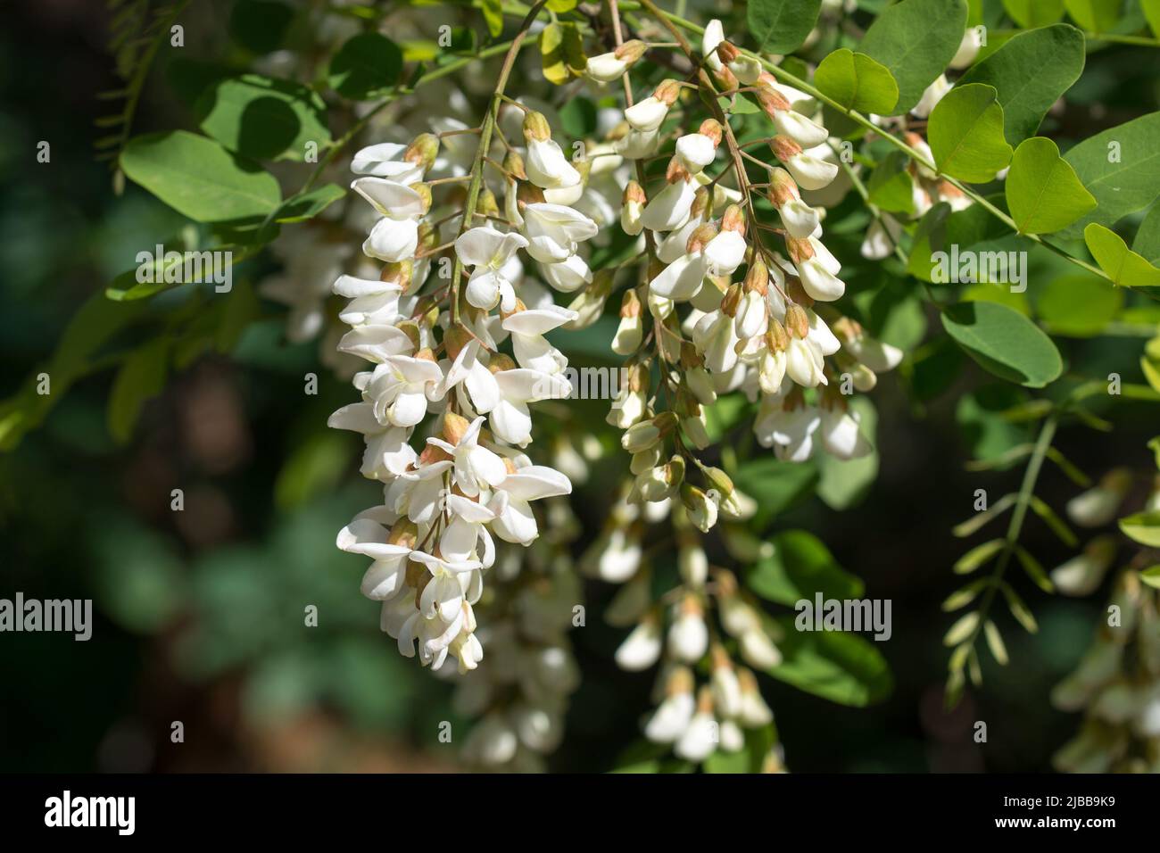 Robinia pseudoakacia, schwarze Johannisbeer, weiße Blüten auf Zweig, Nahaufnahme selektiver Fokus Stockfoto