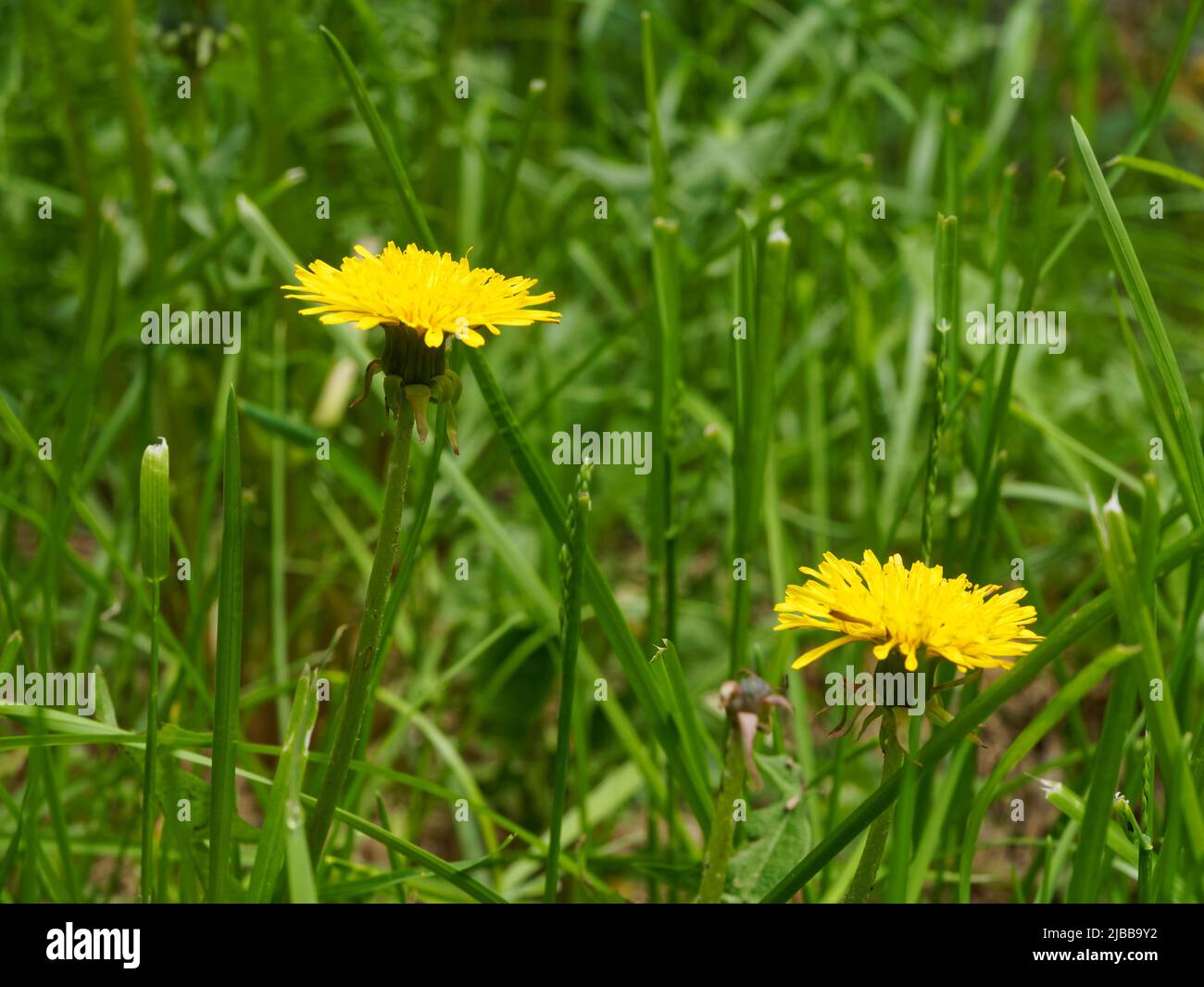 Dandelion in Blüte auf einem Feld. Quebec, Kanada Stockfoto