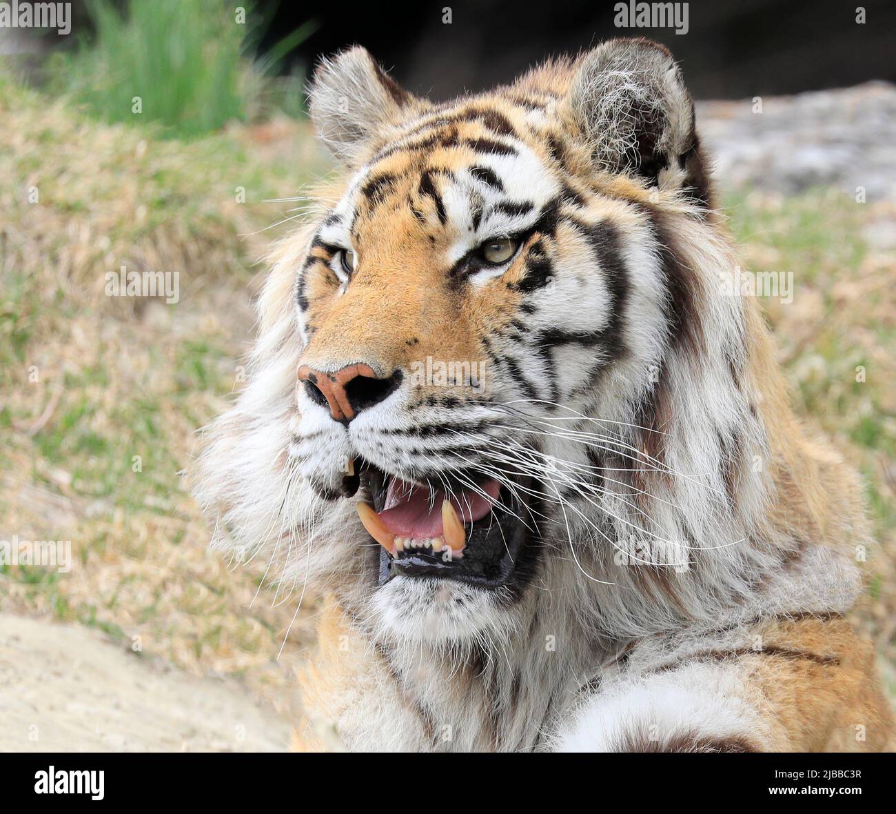 Amur Tiger Portrait mit offener Maus Stockfoto