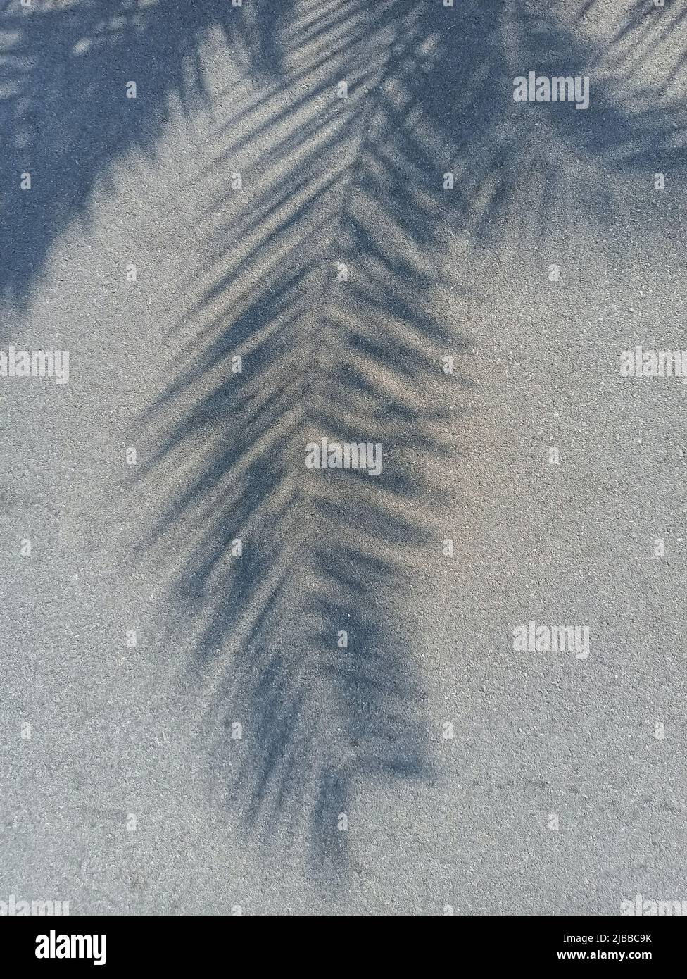 Palmblattsilhouette am Boden bei sonnigem Tag Stockfoto