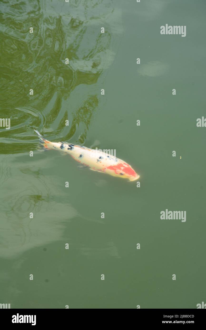 Schicke Goldfische in einem Teich im Suzhou Park Stockfoto