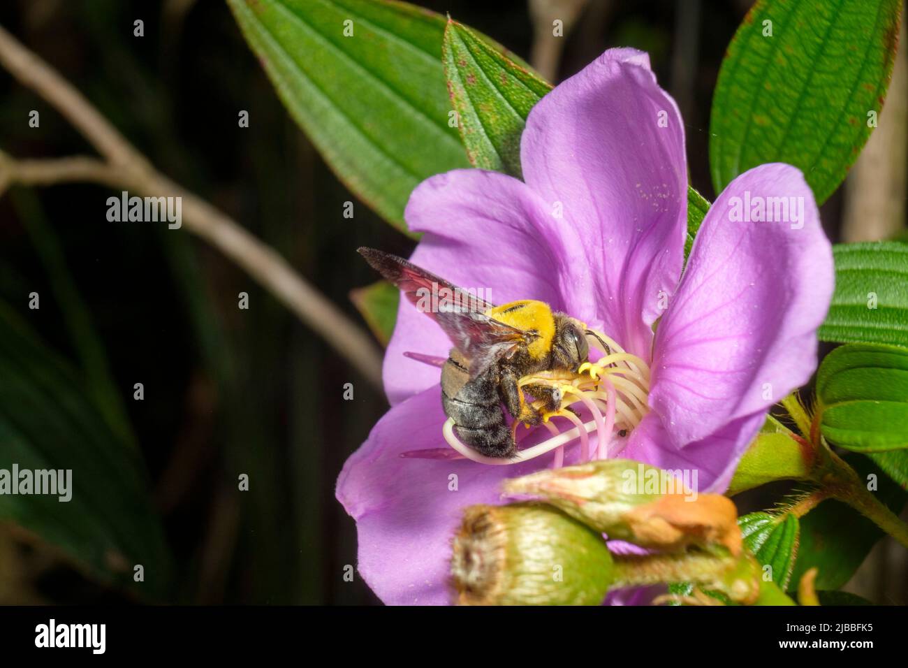 Great Barbenter Bees in Dowse Lagoon Stockfoto