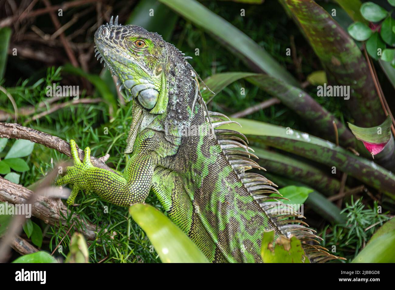 Wildes grünes Leguan im Hinterhof einer persönlichen Residenz in West Palm Beach, Florida. (USA) Stockfoto