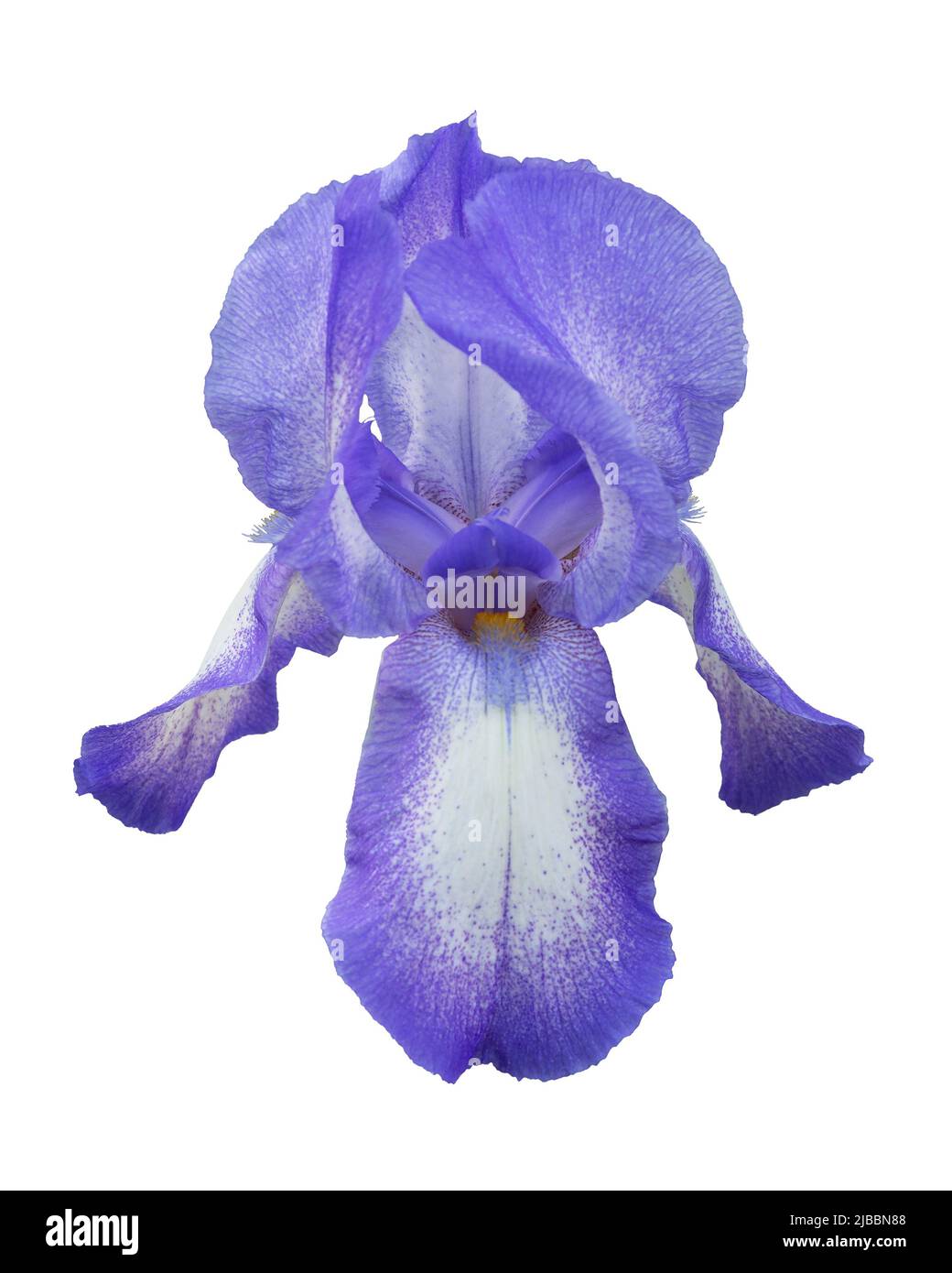 Kopf der violetten Iris Blume isoliert auf weißem Hintergrund Stockfoto