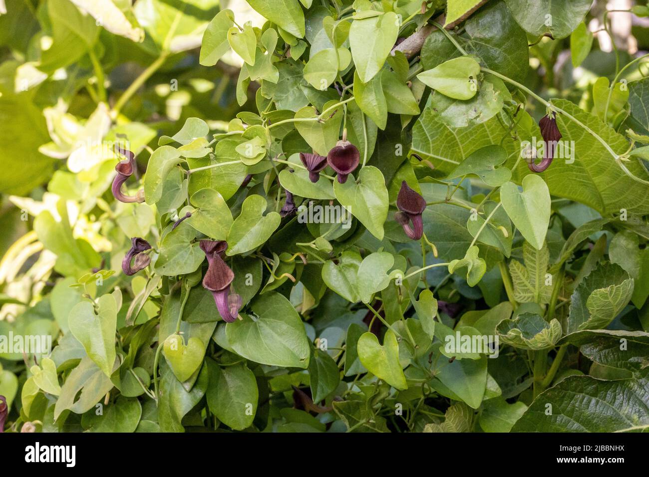 Aristolochia baetica (Aristolochiaceae), bekannt als andalusische Holländerpfeife oder Pfeifenwine. Afro-iberische endemische giftige einheimische Pflanze Stockfoto