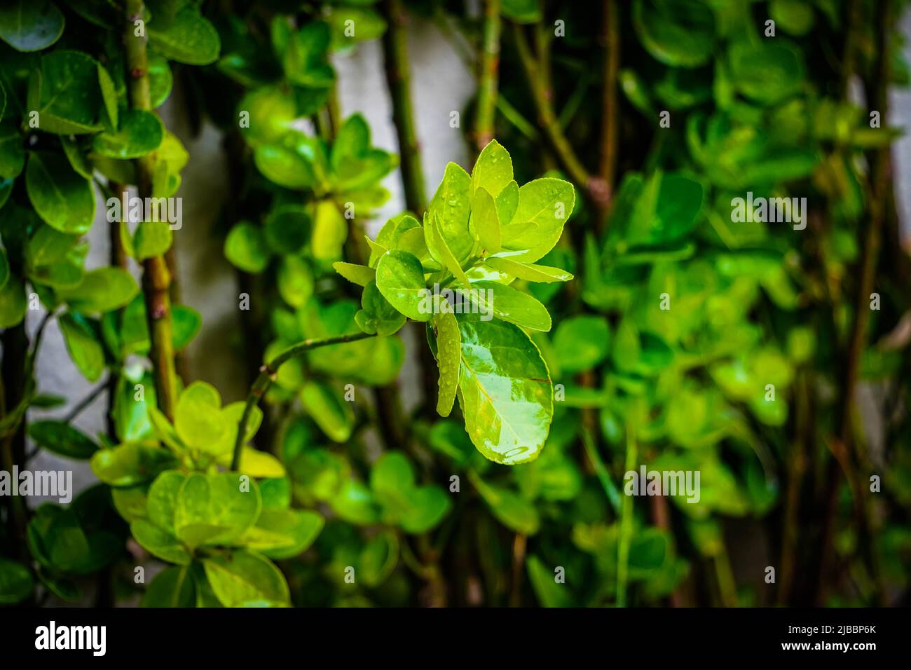 Pflanzen an einer Wand mit großen grünen Blättern Stockfoto
