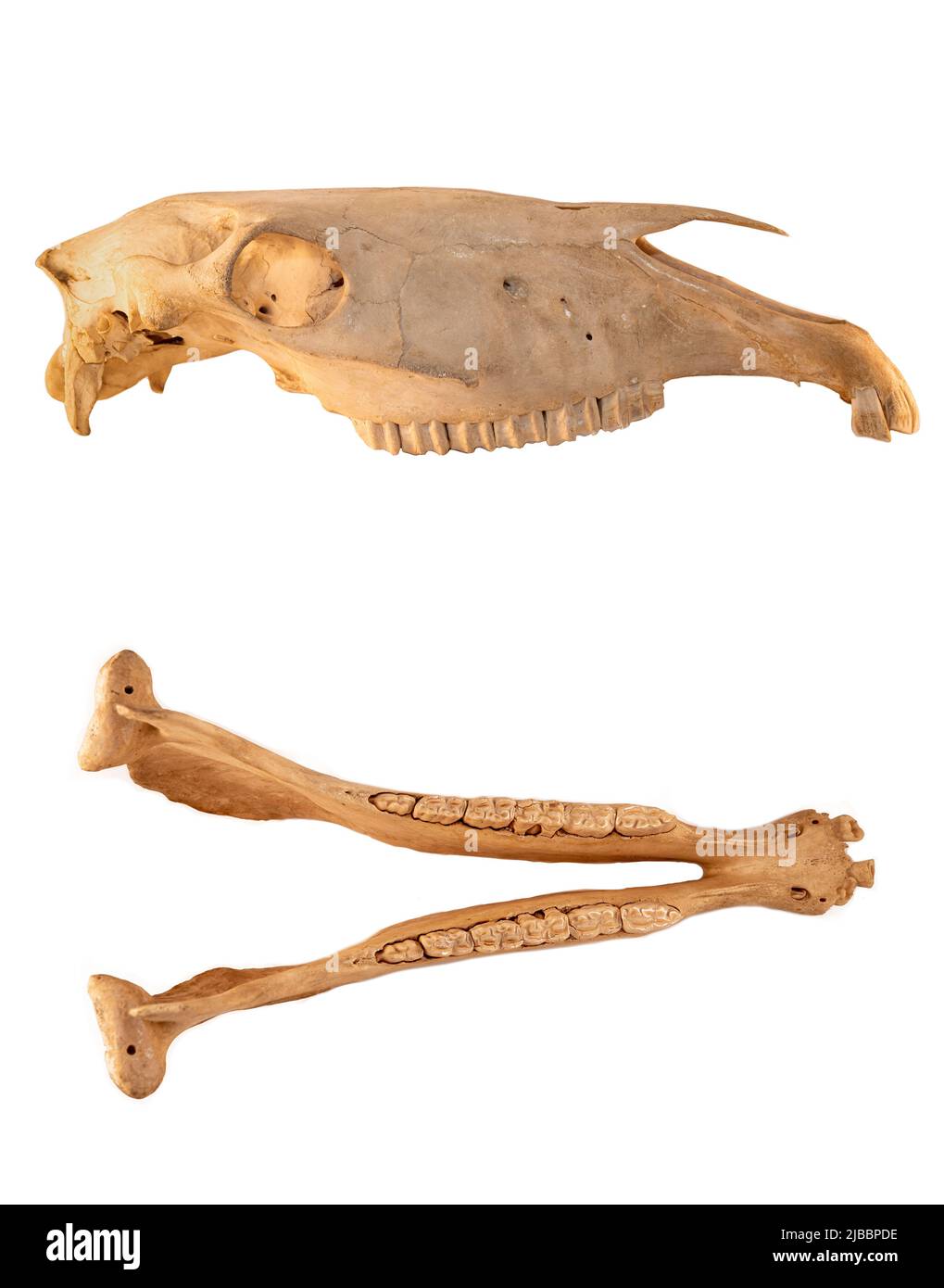 Schädelanatomie des Pferdes auf weißem Hintergrund isoliert (verschiedene Projektionen). Stockfoto