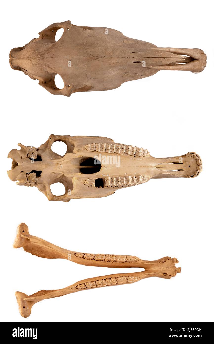 Schädelanatomie des Pferdes auf weißem Hintergrund isoliert (verschiedene Projektionen). Stockfoto