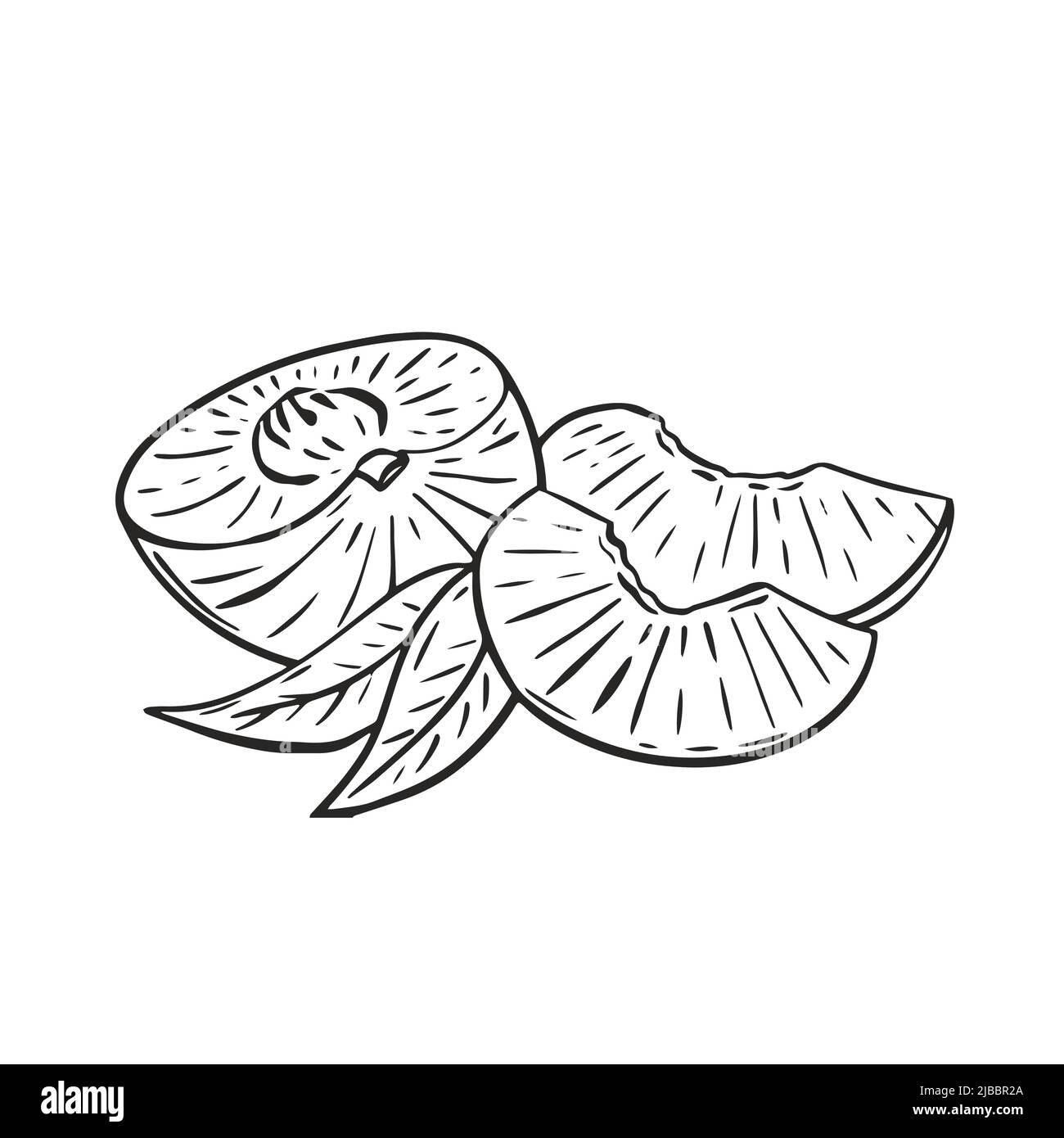 Komposition Pfirsich Halbscheiben und Laub Skizze Vektor Illustration. Exotische tropische Früchte schwarz Handgravur isoliert auf weißem Hintergrund. Gesund Stock Vektor