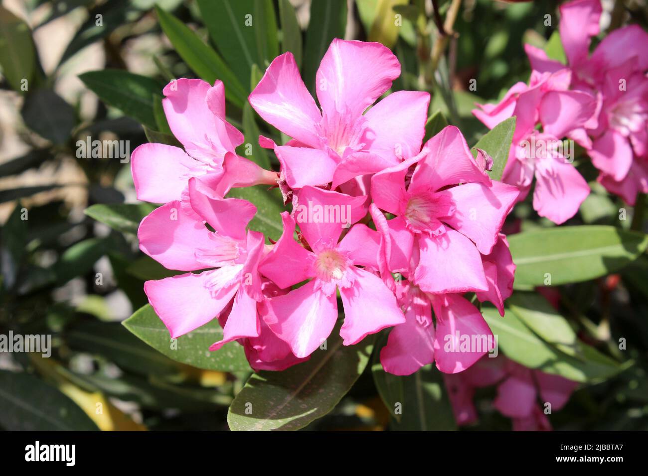 Pink Oleander Flowers - Nerium Oleander Stockfoto
