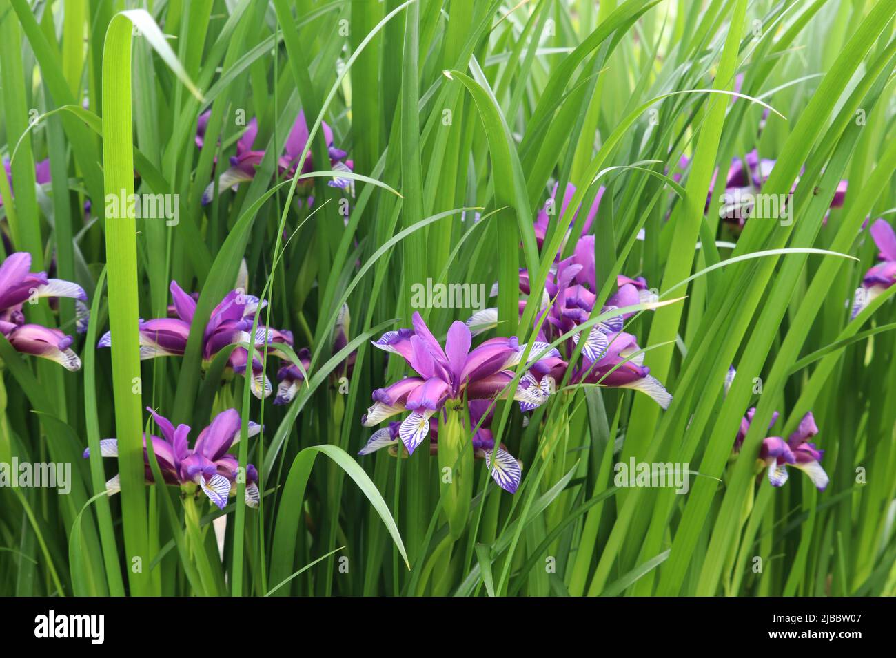 Iris graminea. Blaue und violette Blüten, fast versteckt von schmalen, grasbewachsenen Blättern und einem nach Pflaumen duftenden Duft. Sie wird als Zierpflanze kultiviert Stockfoto