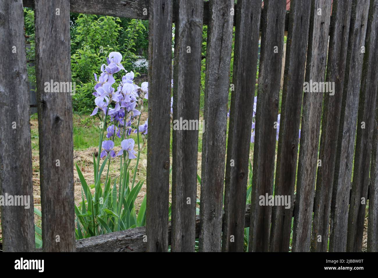 Blaue Iris wachsen hinter dem Zaun. Die Iris ist durch den kaputten alten Zaun sichtbar. Stockfoto