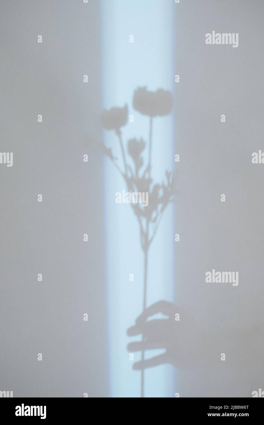 Hand mit einer Blume auf einem hellen Hintergrund. Licht und Schatten. Abstraktion, Raffinesse und Weiblichkeit Stockfoto