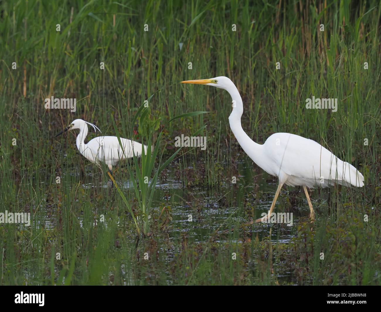 Ein nicht-brütender Großreiher, der Anfang Juni, in der Brutsaison, einen gelben Schnabel zeigt. Stockfoto