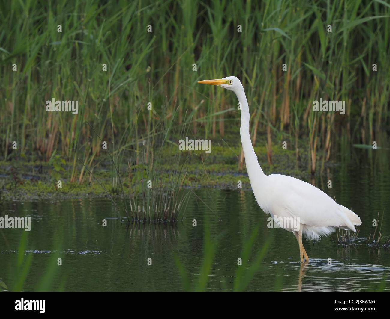 Ein nicht-brütender Großreiher, der Anfang Juni, in der Brutsaison, einen gelben Schnabel zeigt. Stockfoto