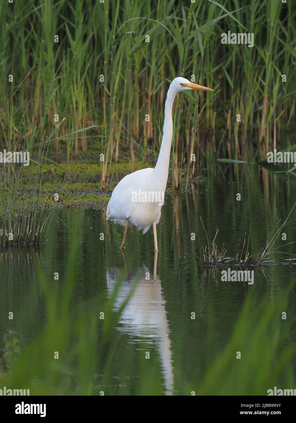 Ein nicht-brütender Großreiher, der Anfang Juni, in der Brutsaison, einen gelben Schnabel zeigt. Stockfoto