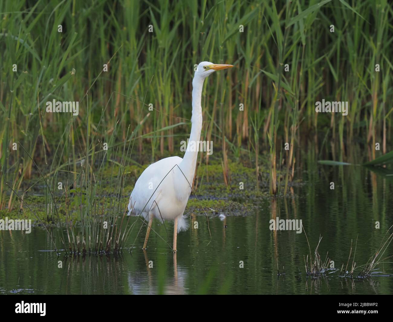 Ein nicht-brütender Großreiher, der Anfang Juni, in der Brutsaison, einen gelben Schnabel zeigt. Stockfoto