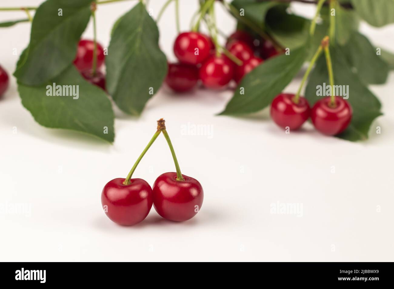 Frische Sauerkirschbeeren, grüne Blätter und Zweig isoliert auf weißem Hintergrund. Nahaufnahme. Stockfoto