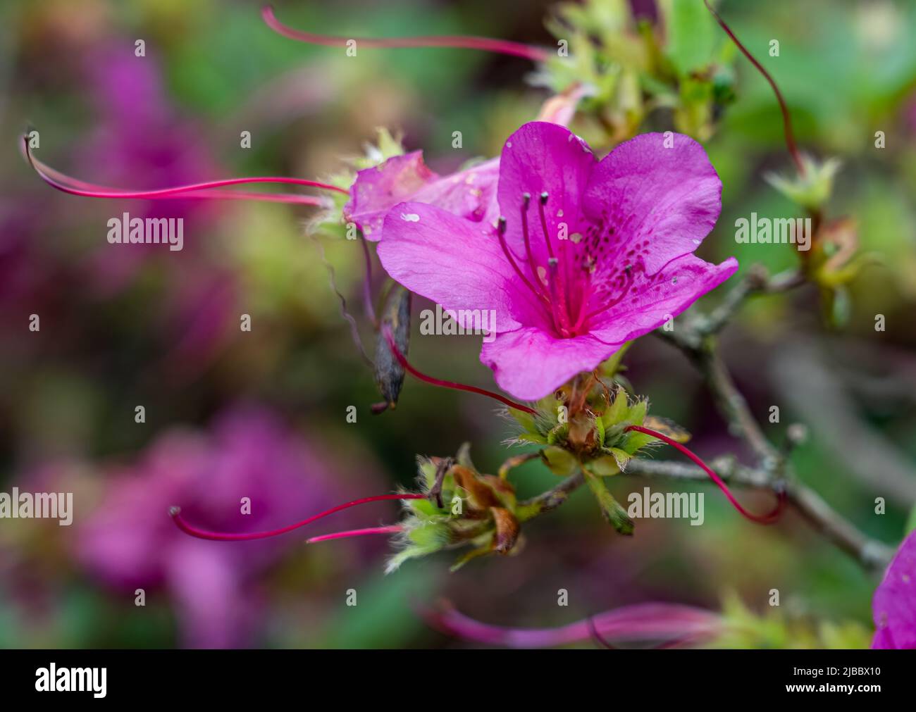 Nahaufnahme von Azalea (Rhododendron) in der Sommerblüte Stockfoto