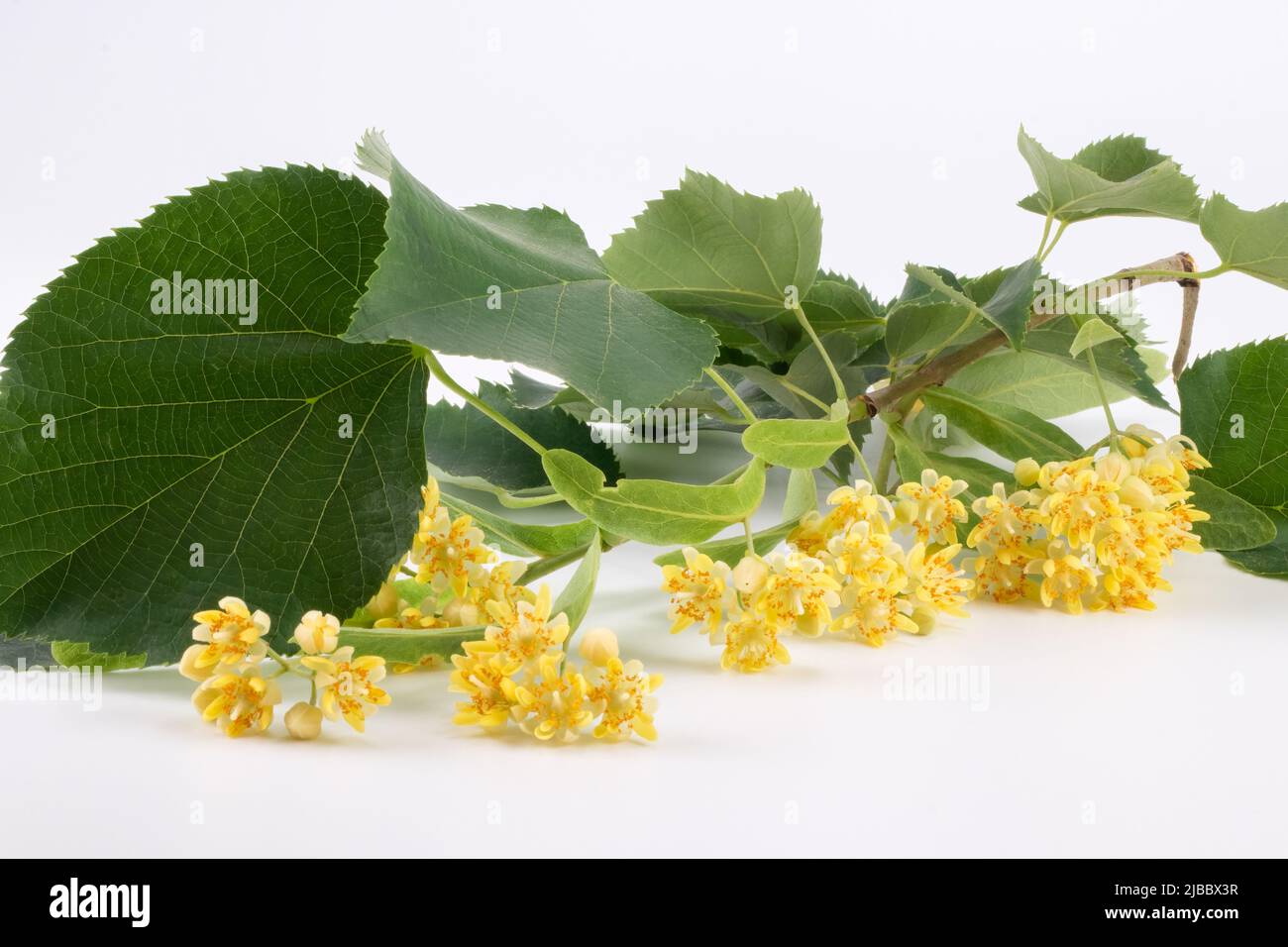 Blüten der Linde auf Zweig isoliert auf weißem Hintergrund (Tilia). Nahaufnahme Stockfoto