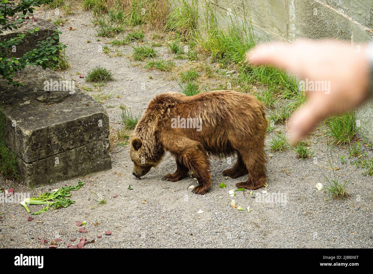 Bärenpark Bern. Die Bärengraben ist eines der beliebtesten Touristenziele für Kinder. Bern, Schweiz - Juni 2022 Stockfoto