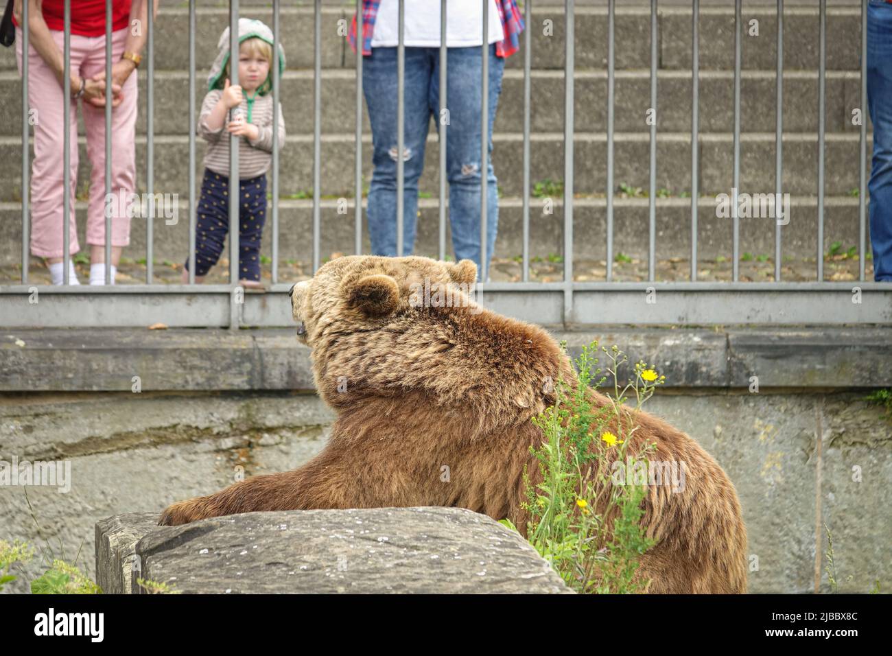 Bärenpark Bern. Die Bärengraben ist eines der beliebtesten Touristenziele für Kinder. Bern, Schweiz - Juni 2022 Stockfoto