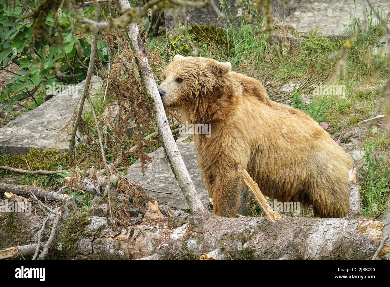 Braunbär in Bern, Schweiz Stockfoto