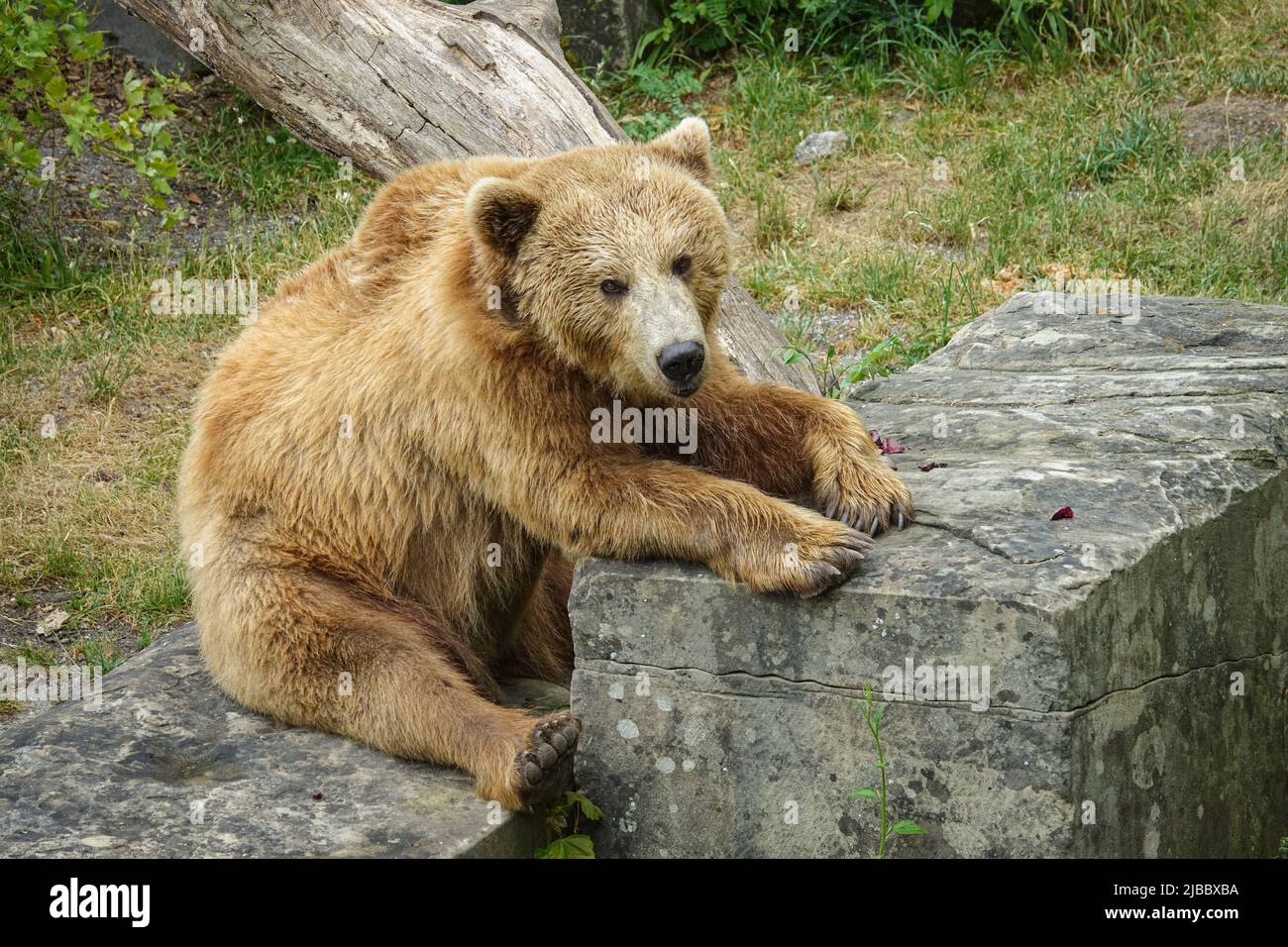 Braunbär in Bern, Schweiz Stockfoto