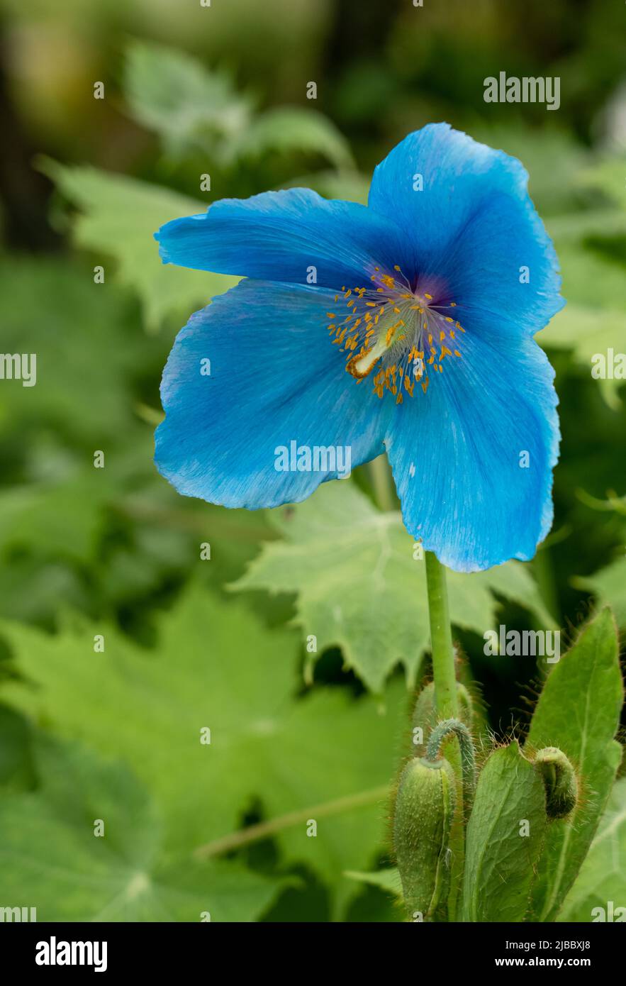 Nahaufnahme der blühenden Meconopsis (Fertile Blue Group) Lingholm Stockfoto