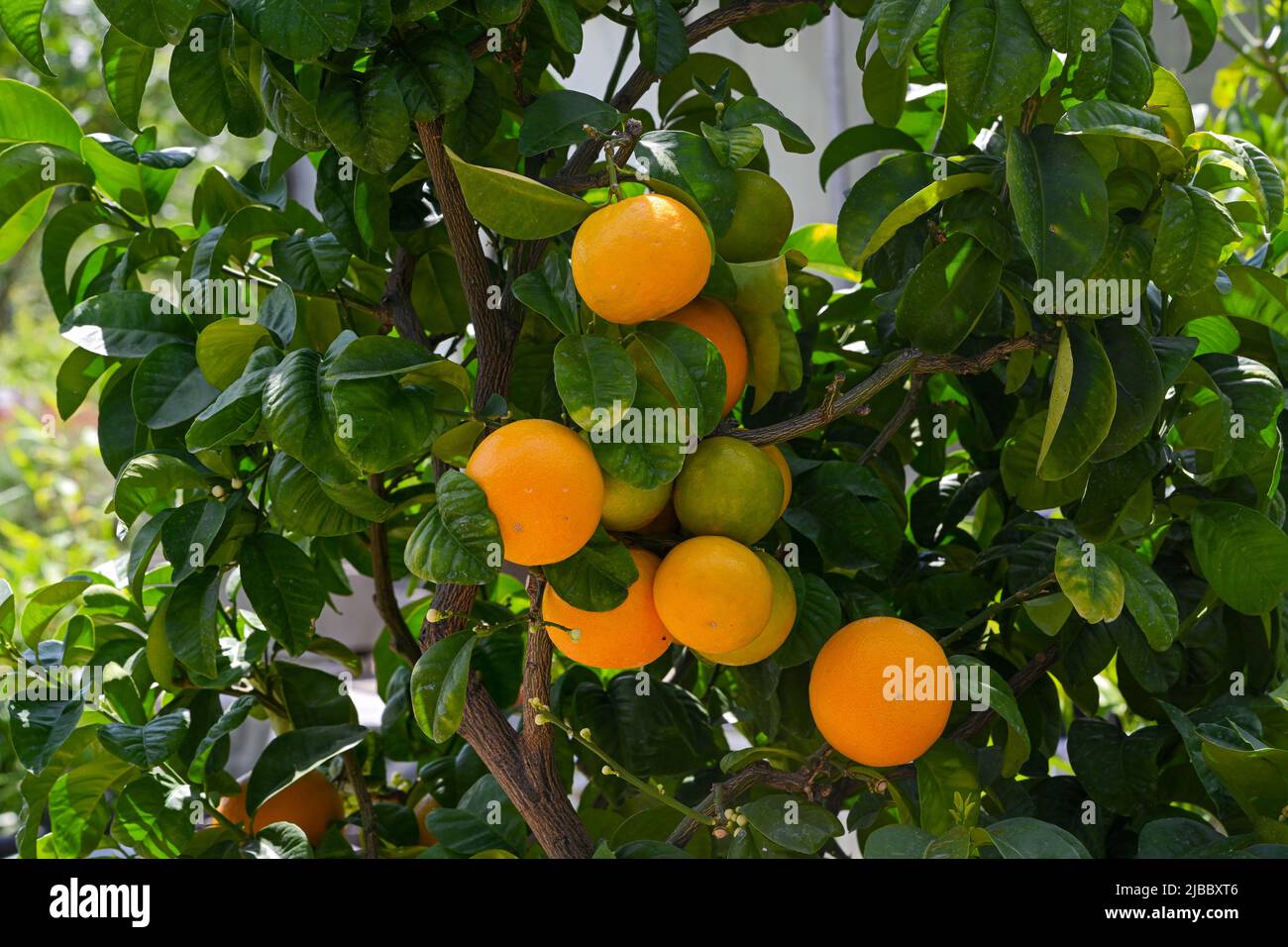 Orangenbaum (Citrus sinensis), Orange Citrus sinensis reife Frucht auf Baum Stockfoto