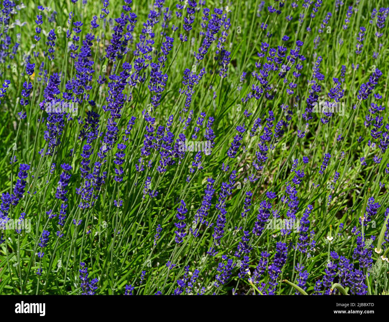 Lavandula angustifolia (gewöhnlicher Lavendel, echter Lavendel, Gartenlavender) blüht im Garten Stockfoto