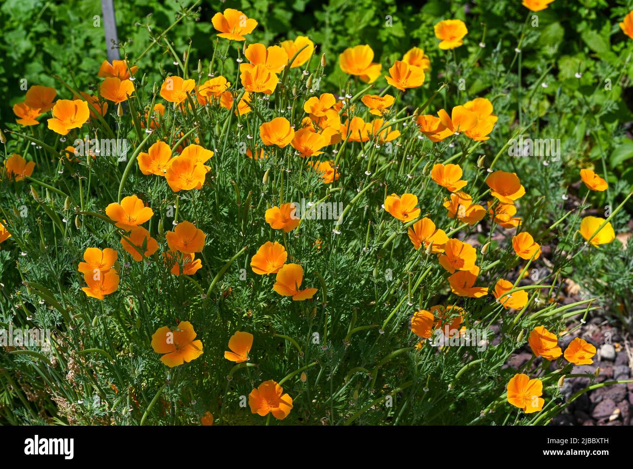 Kalifornische Mohn (Eschscholzia Californica) Stockfoto