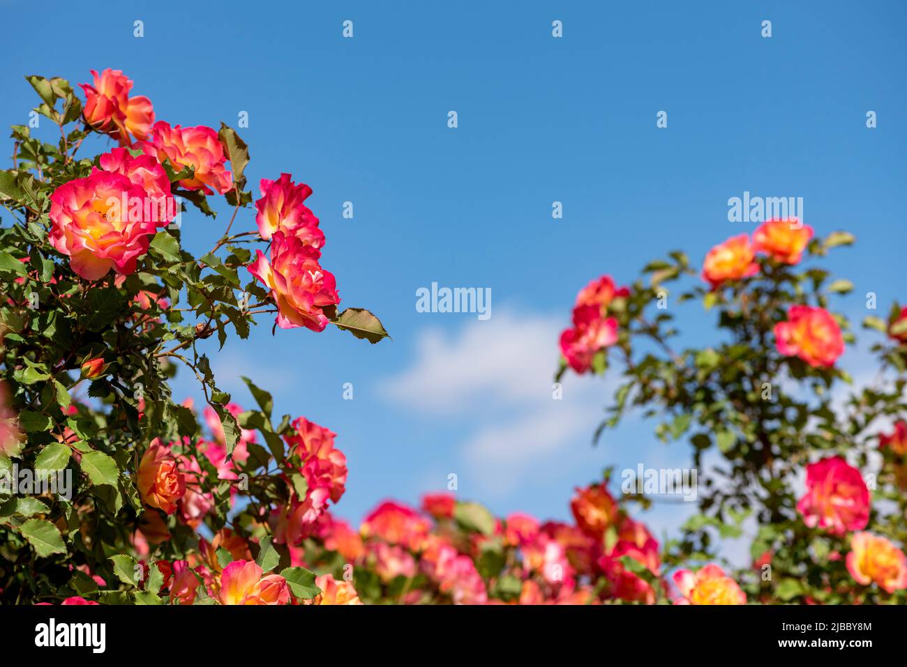 Schöner Rosenbusch gegen blauen Himmel mit weißen Wolken. Feurige Rosen gegen den blauen Himmel Stockfoto