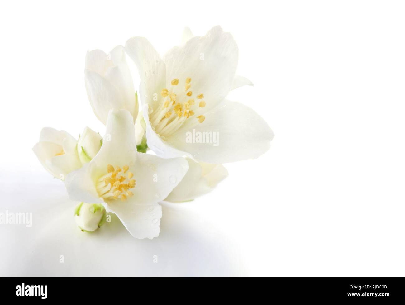 Jasminblüten isoliert auf weißem Hintergrund Stockfoto