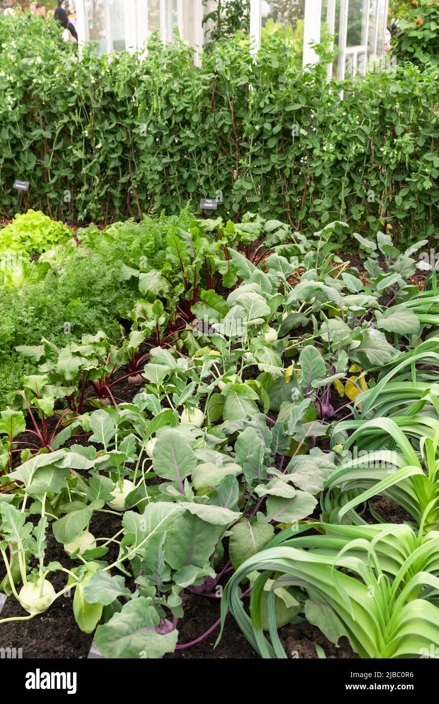 Gemüsegarten mit Kohl Rabi und Rote Beete Stockfoto