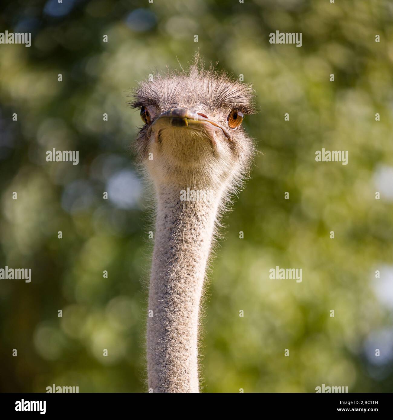 Nahaufnahme eines erwachsenen Straußes, der Gesichter zieht, mit einem wunderschönen weichen Bokeh natürlichen Hintergrund Stockfoto