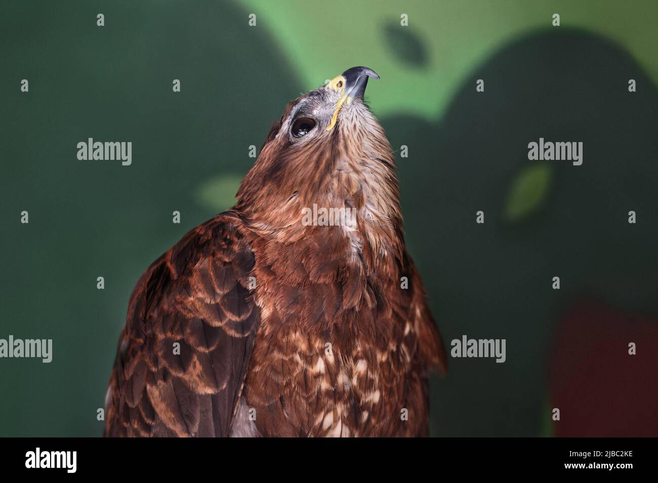 Der gemeine Bussard, Buteo buteo, schaut nach oben. Wildvögel leben im Zoo-Gehege. Hochformat. Nahaufnahme. Stockfoto