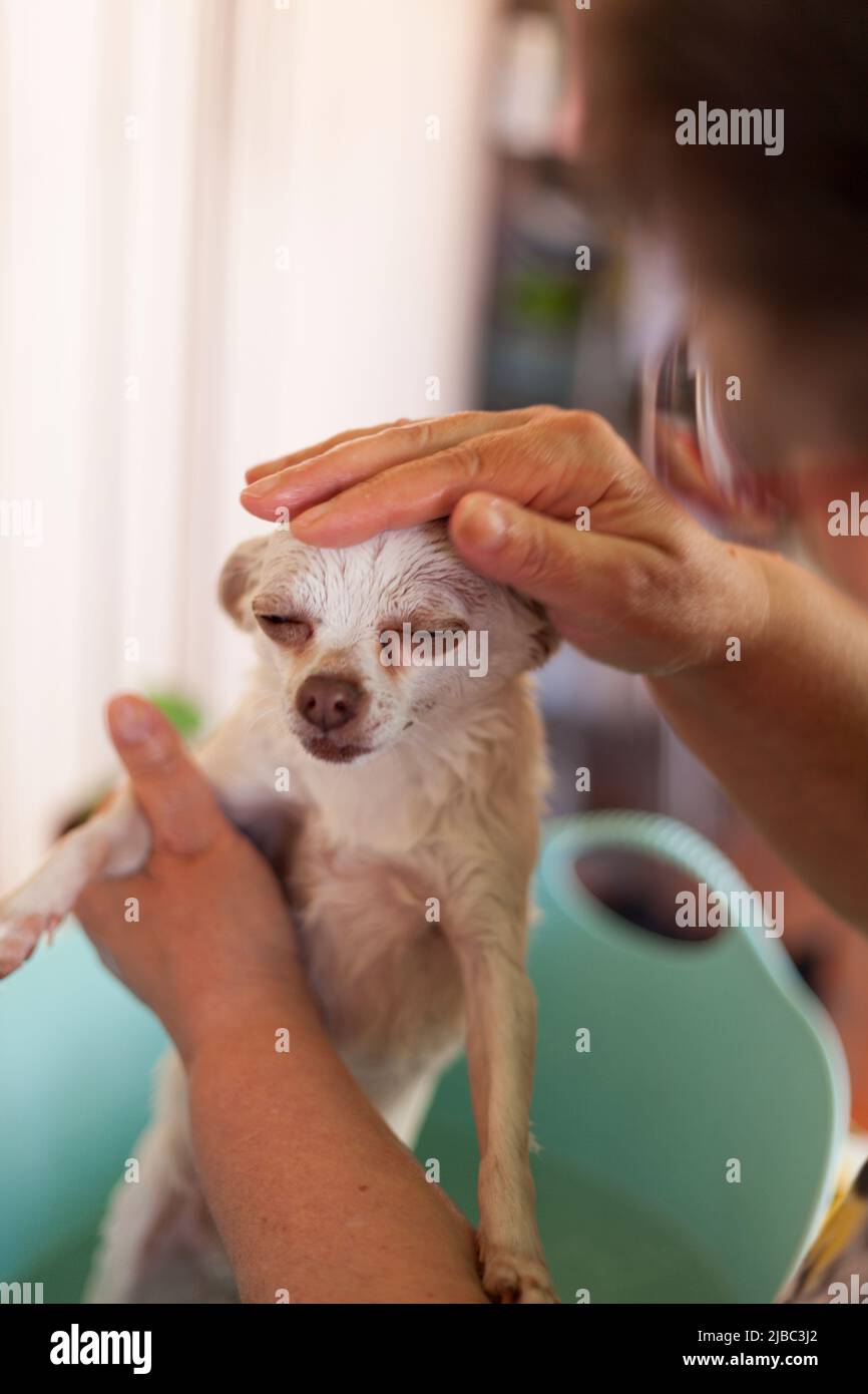 Beim Waschen des kleinen chihuahua Hundes ist es wichtig, auf die Tierhygiene zu achten, um mögliche Parasiten zu beseitigen. Stockfoto