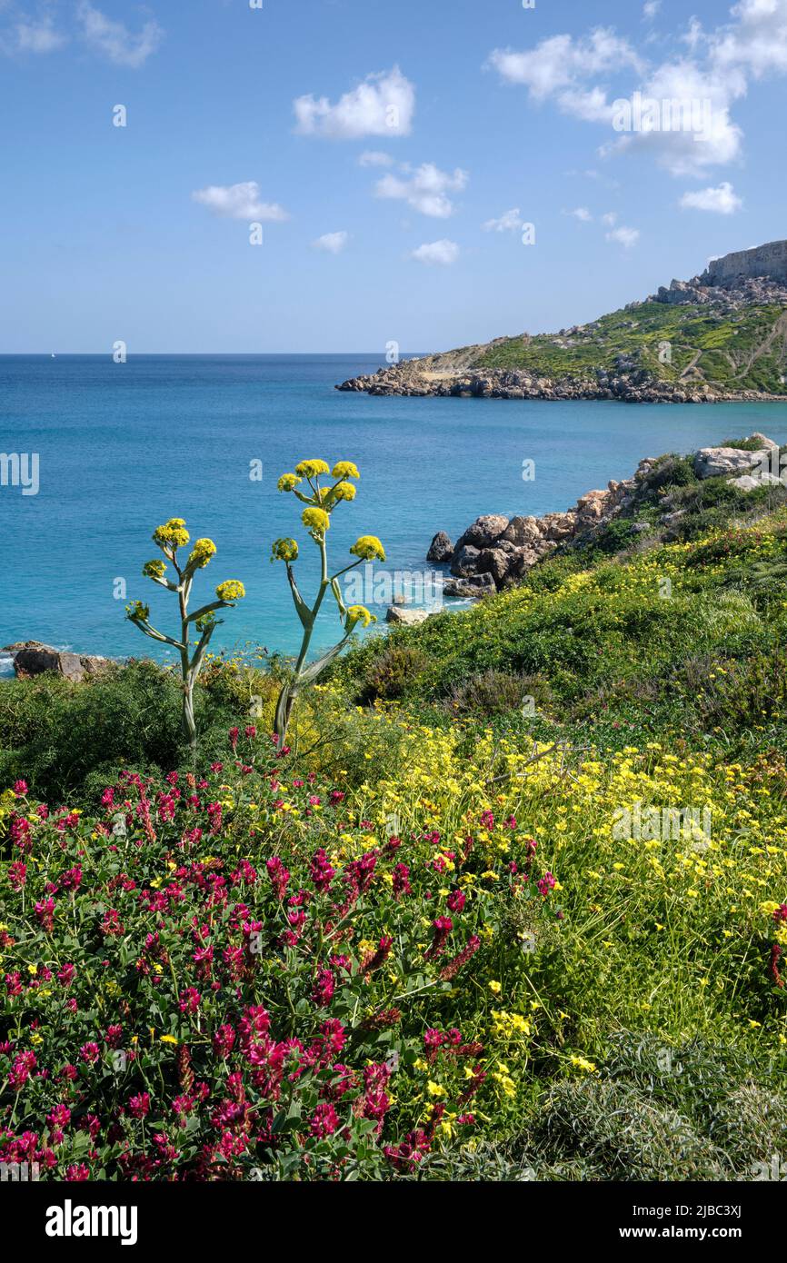 Frühlingsblumen in Imgiebah Bay, Mellieha, Malta Stockfoto