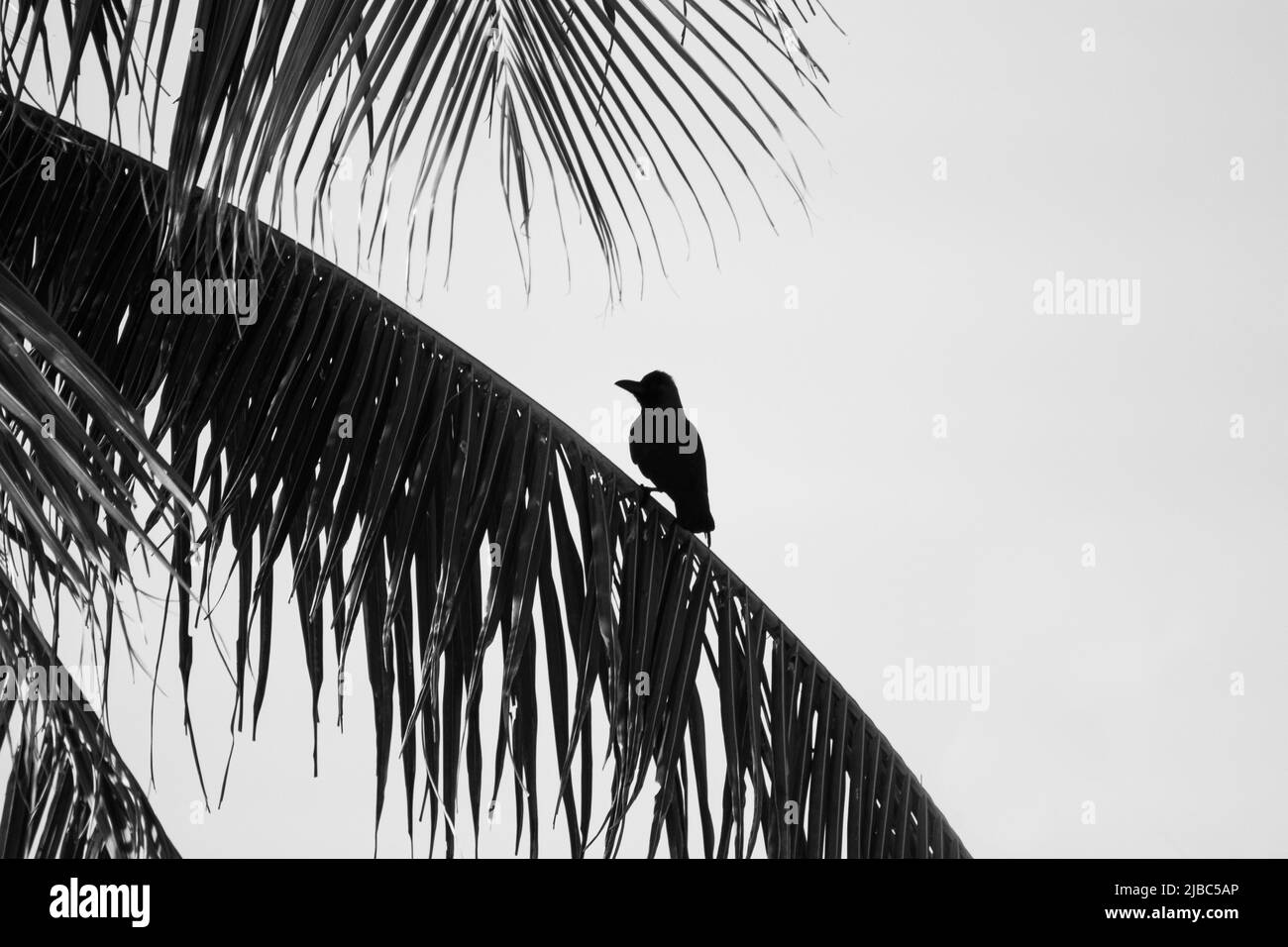 In Sri Lanka in der Nähe von Colombo, ein Haus Krähe auf einem großen Zweig einer reifen Palme. Stockfoto